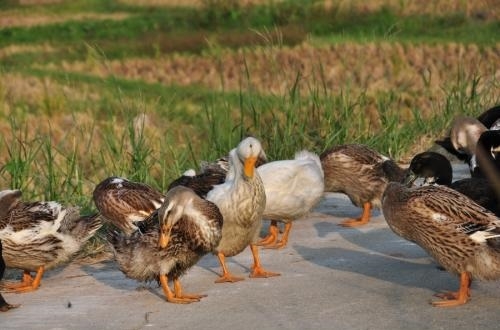 生态河田鸭
